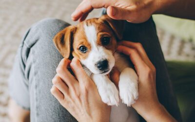Does My Pet Have Arthritis?