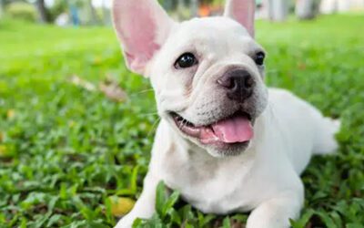7 Tips to Keep Your Indoor Cat Happy