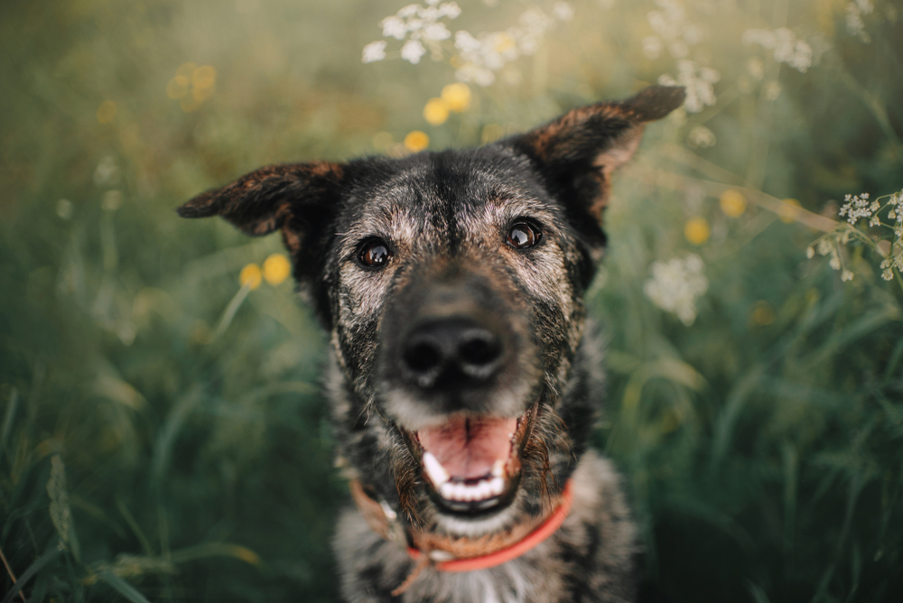 A happy, medium-sized dog with a brindle coat and red collar stands in a field of green grass and yellow flowers, looking as if it's just returned from the vet. The dog faces the camera, mouth open in a smile, and ears perked up, showcasing its joyful spirit.