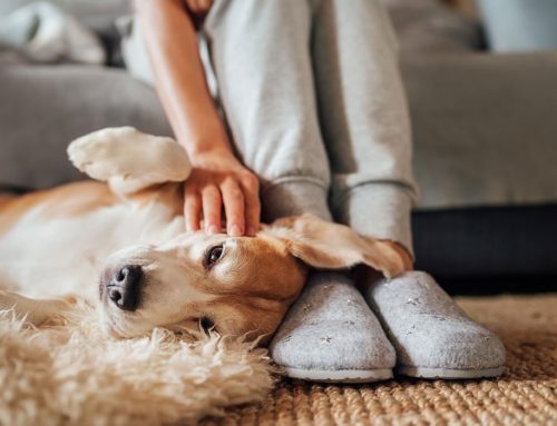 The Science of Pet-Powered Wellness