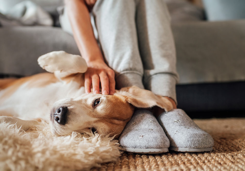 A person wearing gray slippers and sweatpants sits on a rug, gently petting a relaxed dog lying on its back. The dog, content and comfortable in the cozy indoor setting, seems as if it just returned from a visit to the vet with a clean bill of health.