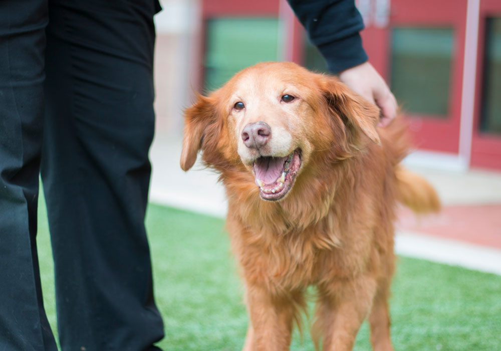 A golden retriever with a fluffy coat stands outdoors on grass, happily looking up with its mouth open. A veterinarian in dark pants is gently petting the dog near its head, while the background features a building with red doors.