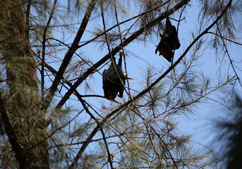 Two bats hanging upside down on thin, leafless branches against a clear blue sky, surrounded by sparse green pine needles—a scene that might capture the curiosity of any vet with a passion for wildlife.