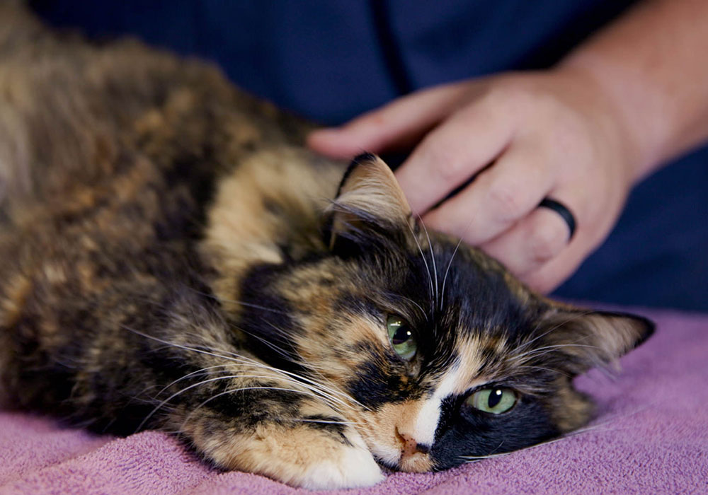 A tortoiseshell cat with green eyes rests on a pink blanket, looking relaxed. A veterinarian's hand gently pets the cat's head, providing comfort and reassurance.