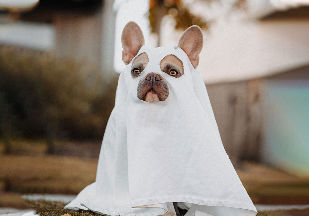 A French Bulldog sits on the grass, draped in a white sheet like a ghost costume, its ears playfully poking through. The scene resembles a charming photo taken by a vet in their clinic's garden. The blurred background hints at a yard or park setting.