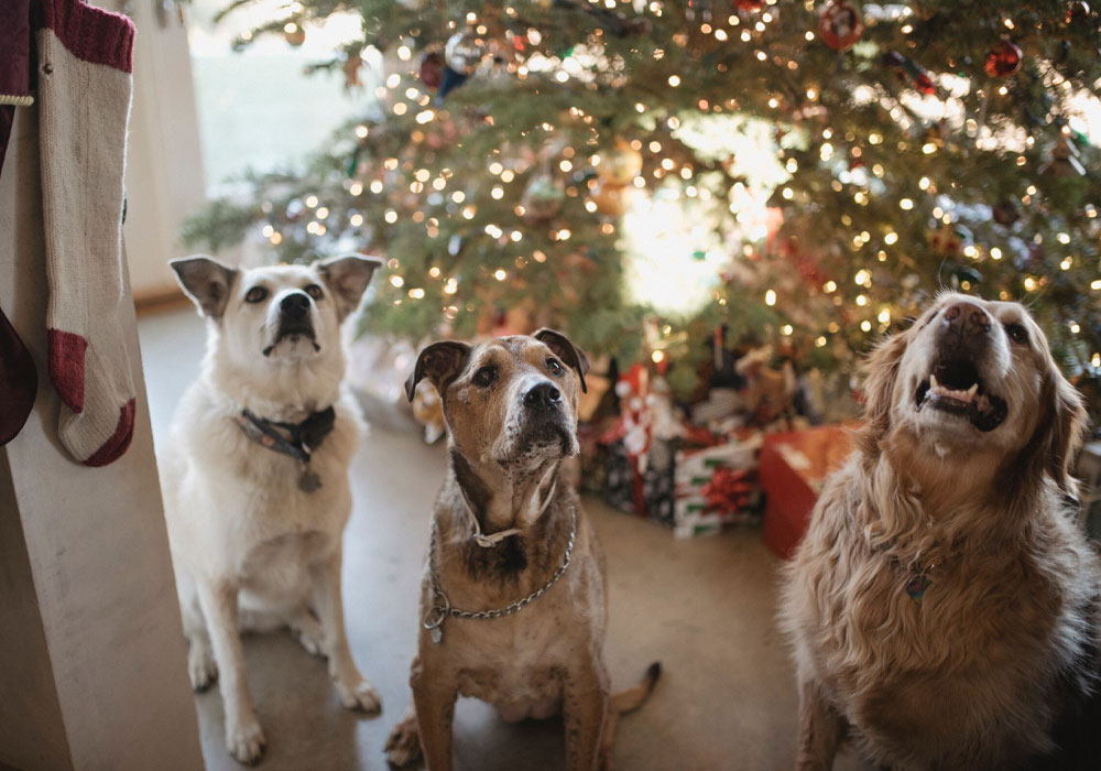 Three dogs sit attentively in front of a glowing Christmas tree, decorated beautifully with lights. Presents are scattered beneath it, alongside a stocking. Each dog, of different breeds and colors, looks as if they're waiting for the veterinarian to join in on the festive cheer.