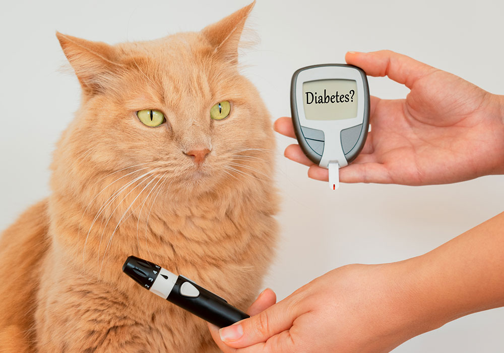 A fluffy orange cat curiously eyes a person's hands holding a blood glucose meter and lancet device, as if humorously wondering if a vet visit is in its future for diabetes testing.