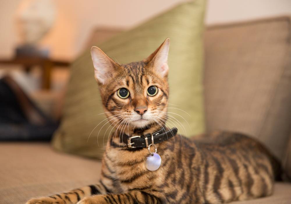 A Bengal cat with a spotted coat and green eyes lounges on a beige couch, flaunting its healthy glow as if just returning from the vet. It wears a black collar with a silver tag. A green cushion enhances the cozy scene in the background.