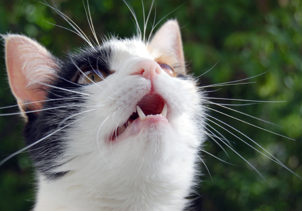 Close-up of a black and white cat looking upwards with its mouth open, showing teeth, as if playfully anticipating a visit to the vet. The background is a blur of green foliage, suggesting an outdoor setting.