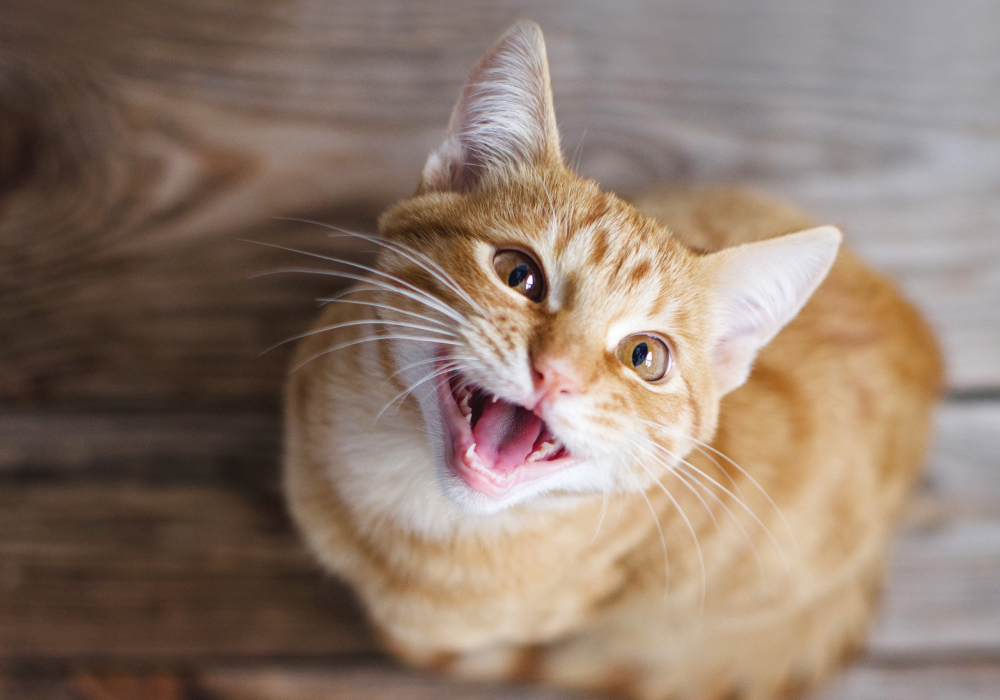 A ginger cat with white markings looks up, mouth open as if meowing, sitting on a wooden floor—perhaps calling for its favorite veterinarian.