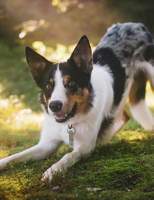 A playful dog with a mix of white, black, and brown fur bows on a patch of grass as sunlight filters through the trees. The warm ambiance reveals an alert and happy pup that's clearly receiving top care—perhaps from a loving vet who ensures its well-being.