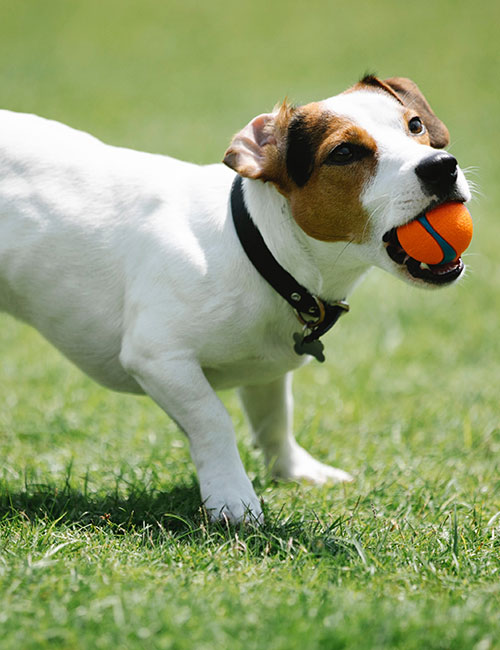 A Jack Russell Terrier, lively and full of energy, plays on a grassy field, holding an orange and blue ball in its mouth. With its black collar snugly in place and ears perked up with excitement, this little athlete might make even a vet smile at such boundless joy.