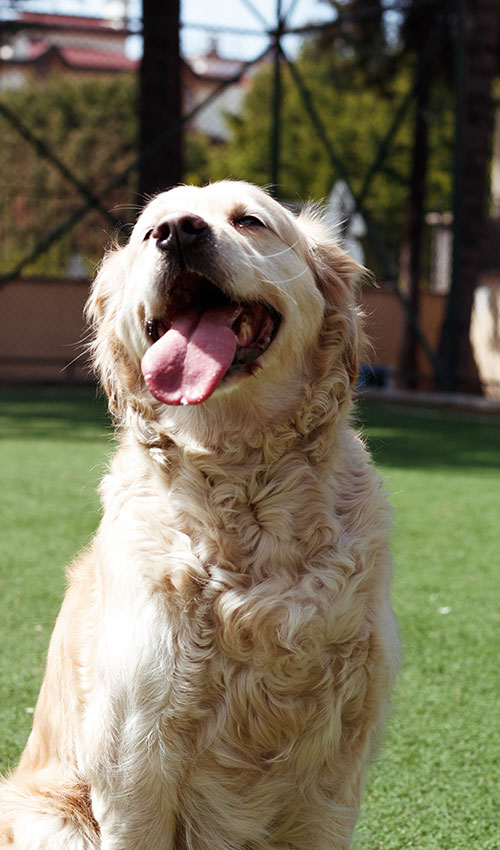 A happy golden retriever, fresh from a vet check-up, sits on green grass with its mouth open and tongue out, enjoying the sunny day.