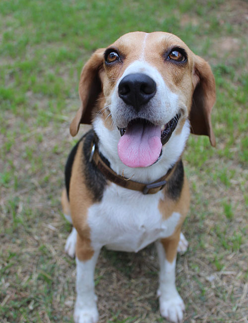 A happy beagle sits on the grass, glancing up with its tongue out, just like it would at a visit to the vet.