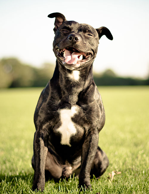 A black dog with a white patch on its chest sits on the green grass, smiling broadly with eyes closed under clear skies, as if just returned from a happy visit to the vet.