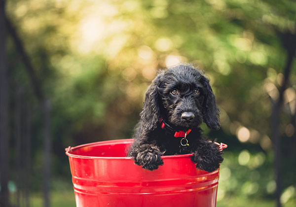 A black puppy with curly fur sits in a red bucket outdoors, ready for its vet checkup. The background is blurred greenery, giving a warm, sunny ambiance. With a red collar around its neck, the puppy looks curiously at the camera.