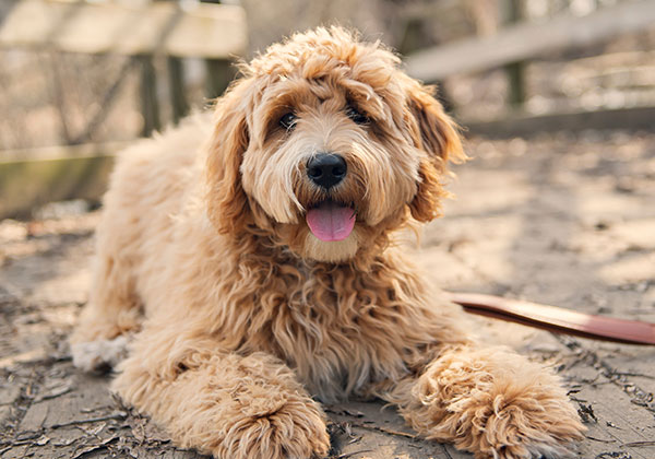 A fluffy, light brown dog lies on a dirt path, looking at the camera with its tongue out, perhaps waiting for a friendly vet to give it some attention. The background features a wooden fence and blurred trees, suggesting an outdoor setting.