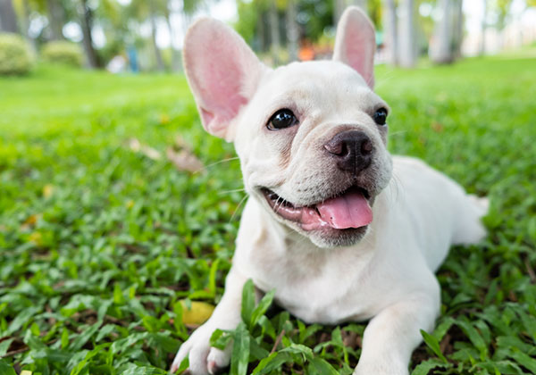 A happy French Bulldog puppy with large ears lies on green grass in a park, looking up with its tongue out, as if hoping its veterinarian will offer a playful treat. The background is blurred, featuring trees and greenery.