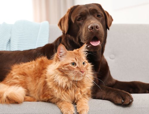 Protecting Your Furry Friend: Preventative Measures for Pet Cancer Awareness Month