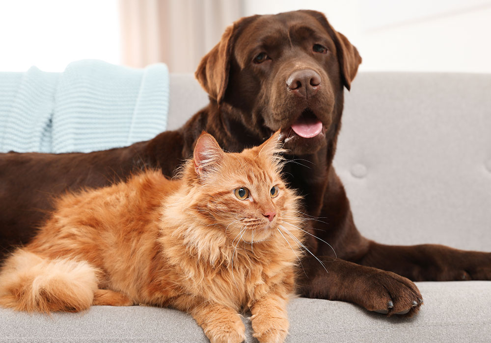 A brown dog and an orange cat are sitting together on a gray sofa, as if waiting for the vet. The dog is panting, and the cat is looking ahead. A light blue blanket is draped over the sofa arm, adding to their cozy little corner against a softly blurred background.