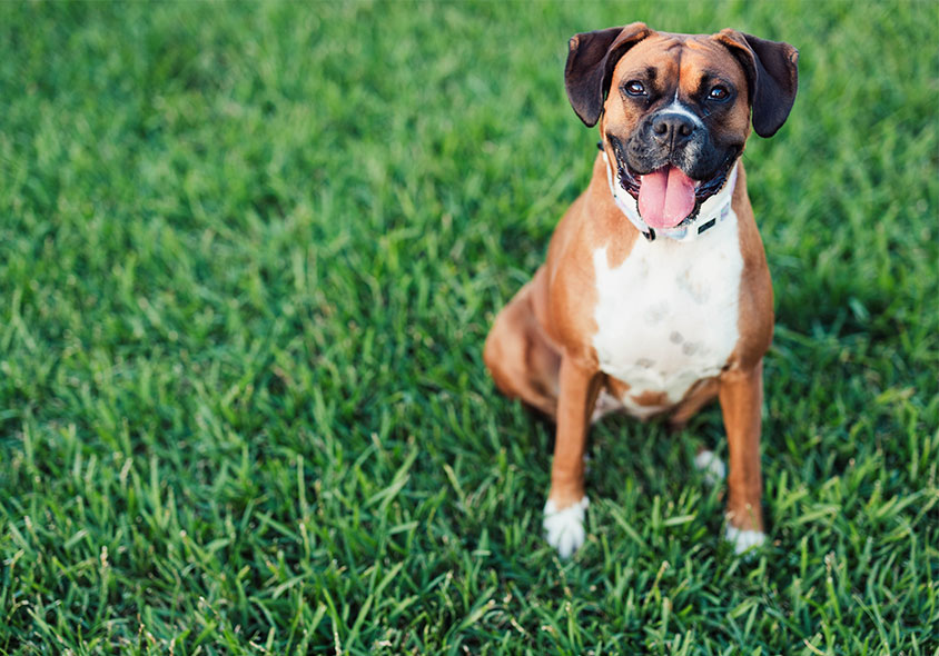 A happy, brown and white Boxer dog sits on a lush green lawn, panting with its tongue out and looking at the camera, as if waiting for its favorite vet to play.