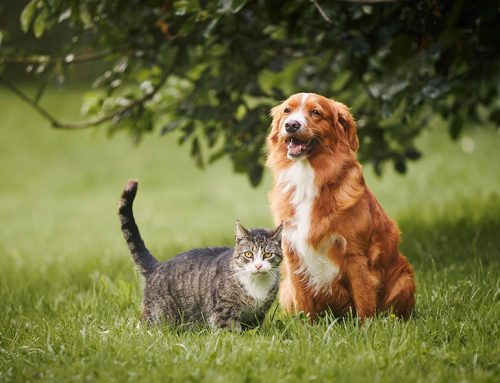 Understanding Your Dog and Cats Recommended Vaccines