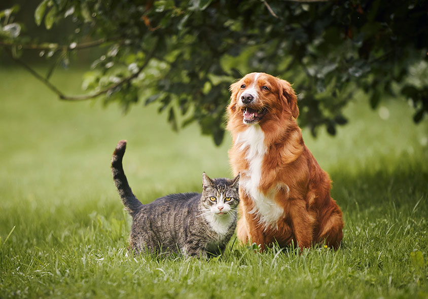 A tabby cat and a golden retriever sit together on a lush green lawn, their friendship nurtured by regular vet visits. The dog, with its open mouth appearing to smile, sits under the tree's dense foliage while the cat stands proudly beside it.