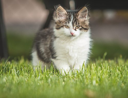 Welcoming a New Kitten: A Medical Guide for Cat Parents