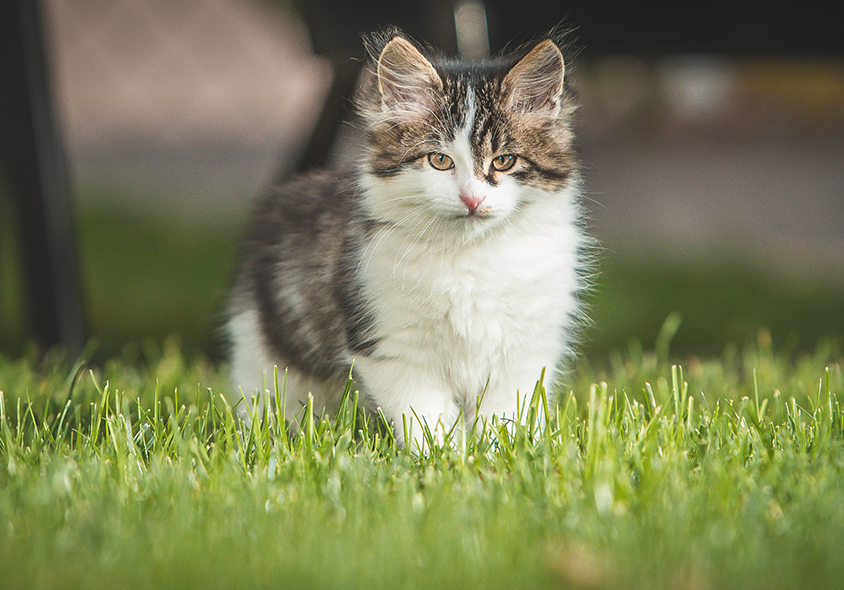 A fluffy kitten with a mix of white and gray fur stands on a grassy lawn, looking directly at the camera, as if posing for the vet's annual photo. The background is softly blurred, emphasizing the kitten’s focused gaze and fluffy fur.