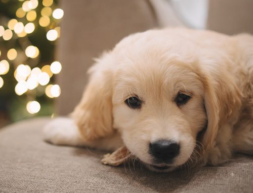 Welcoming a New Puppy: A Medical Guide for Pet Parents