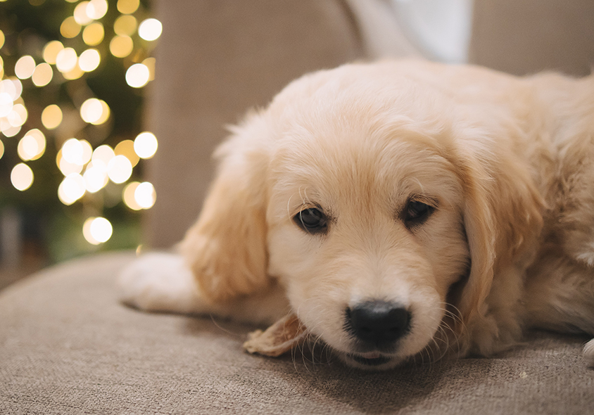 A fluffy golden retriever puppy, recently given a clean bill of health by the veterinarian, lies on a beige couch, gazing softly at the camera. In the background, blurred warm lights create a cozy, festive atmosphere.