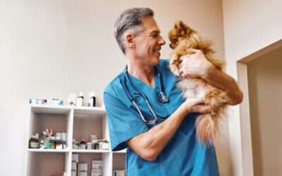 4 Reasons Regular Pet Wellness Screenings Are Important